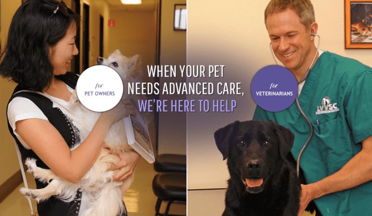 Small Animal MRI Las Vegas - Hallmarq Advanced Veterinary Imaging